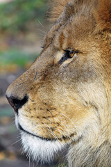 Close up side portrait of male African lion