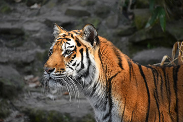 Plakat Close up side portrait of Siberian Amur tiger
