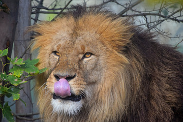 Close up portrait of male African lion