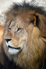 Obraz na płótnie Canvas Close up side portrait of male African lion