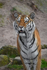 Naklejka na ściany i meble Close up portrait of Siberian Amur tiger