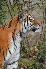 Close up side portrait of Siberian Amur tiger