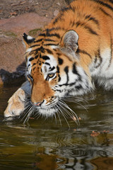 Fototapeta na wymiar Close up side portrait of Siberian Amur tiger