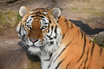 Close up portrait of Siberian Amur tiger