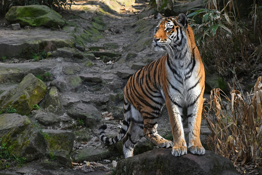 Siberian tiger stands alerted on the stone rock
