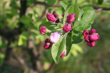 Boccioli rosa di Melo su ramo