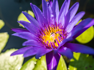 Purple waterlily in pond