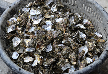 Abandoned oyster shells