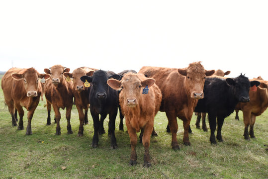 Herd of cows on pasture