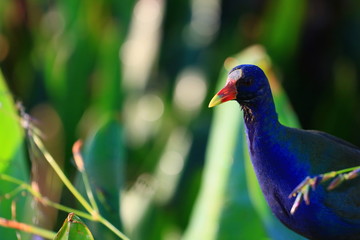 american purple gallinule