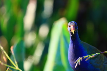american purple gallinule