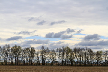 Spring clouds and blue sky over gaps forest