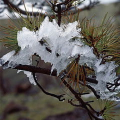 Detailaufnahme: Frostige Kiefer-Nadeln