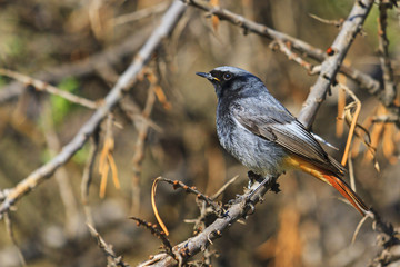 black redstart sitting on the sunny branch