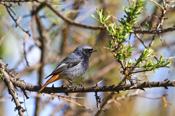 black redstart sitting on the branch among green leaves