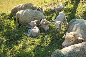 Schafe und Lämmer im Schatten