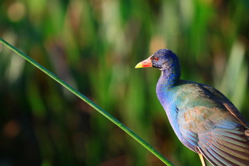 american purple gallinule