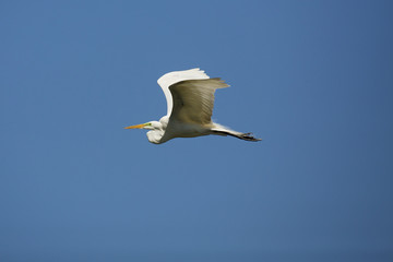 Great white egret flying in a deep blue sky, Georgia.