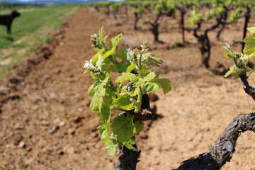bourgeon de vigne