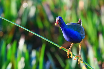 american purple gallinule
