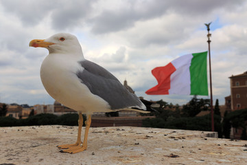 Roman Seagull on the background of the flag Italy