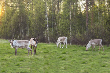 group of deer in the field eats grass.