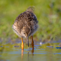 Black-tailed Godwit wader bird chick looking for foor