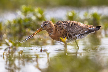 Black-tailed Godwit wader bird foraging in natural wetland habitat