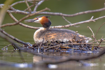 Breeding Crested Grebe