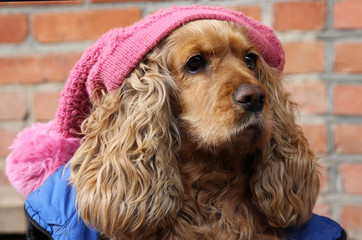 English Cocker Spaniel. Sports dog. Clothes for dogs