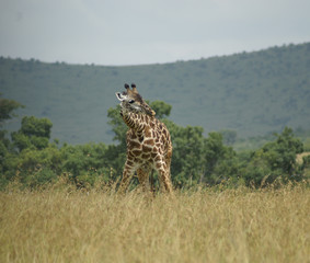 bending giraffe