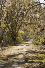 Obraz premium Moss draped trees at Harris Neck National Wildlife Refuge, Georgia.