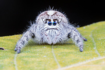 Close up of spider