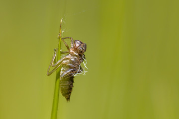 Empty cocoon left by New born Dragonfly