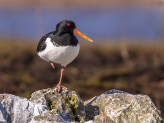 Eurasian oystercatcher on one leg