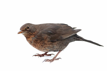Amsel als Freisteller vor weißem Hintergrund