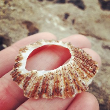 Broken Seashell In A Hand