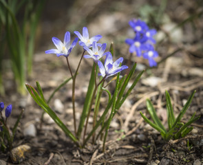 Small Bouquet of Glory in the Snow Flowers