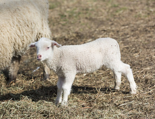Naklejka na ściany i meble Little White Lamb Eating Hay