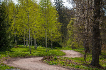 Spring in forest