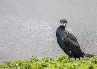 Cormorant (Phalacrocoracidae)