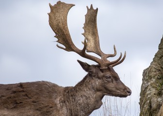 Deer spotted in Phoenix Park, Dublin