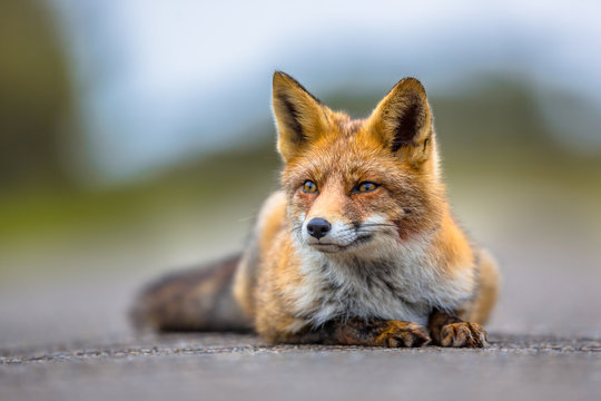 Watching European red fox lying on the ground