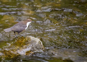 Dipper (Cinclus cinclus)