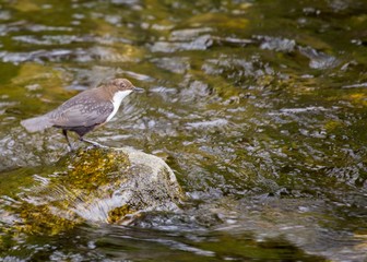 Dipper (Cinclus cinclus)