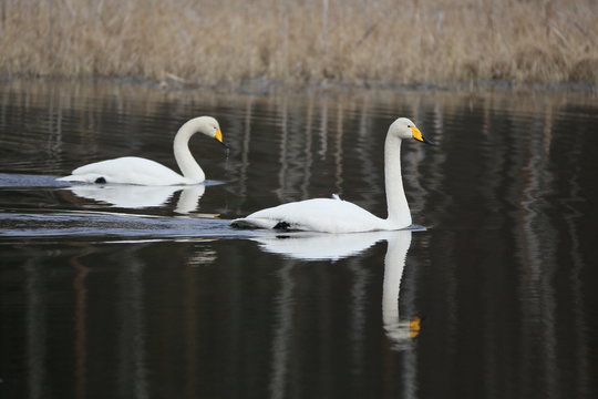 Two whooper swans simming in the water in spring.