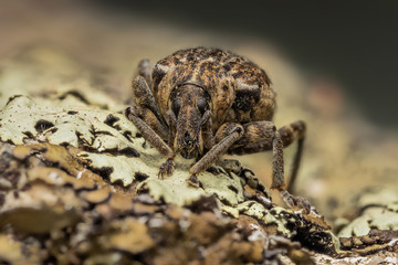 Curculionidae