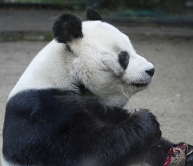 Panda bear