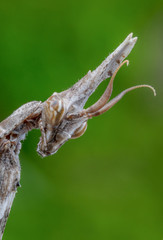 Empusa