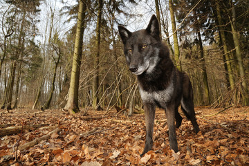 Schwarzer Wolf im Wald Froschperspektive